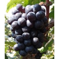 供应辽峰葡萄苗