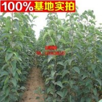 供应柿子新品种 黑柿小苗 价格低