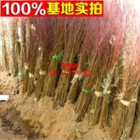 油桃基地常年供应黑油皇后油桃