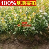 大量供应蓝莓 品种齐全