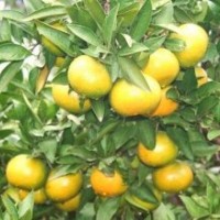 供应30公分以上特早熟柑橘苗大分、日南、宫本、兴津