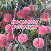 青州映霜红桃苗价格