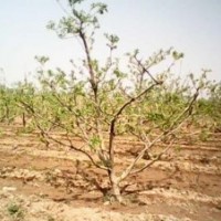 供占地1-8公分核桃树桃树苹果树