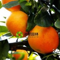 泽熙正品供应爱媛28号红美人桔苗果苗嫁接果树果苗批发