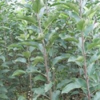 供矮化苹果苗海棠苗梨树苗杜梨苗