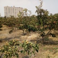 出售挂果的山楂树 山楂小喵