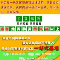 坤威猕猴桃苗、猕猴桃苗、猕猴桃苗批发价格