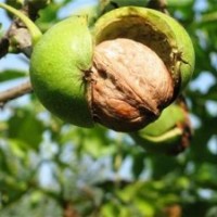 8518核桃苗木_洛林苗圃_8518核桃苗木种植