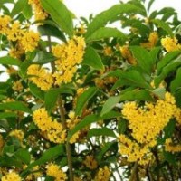 广东金桂树苗、莎莎园艺、金桂树苗供应