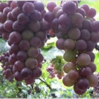 黑芭拉蒂葡萄生产商,黑芭拉蒂葡萄,鲁粒大棚葡萄苗