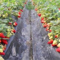 果园出售四季红树莓苗、草莓苗、红颜草莓苗、99草莓