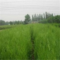 侧柏几年|侧柏|滢涵苗木中心(多图)