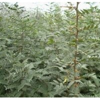 莱芜皂角刺|洛阳李铁梁苗木|皂角刺种植技术