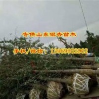 17公分银杏树价格、银杏树价格、通园银杏(图)