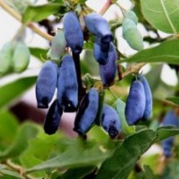大量出售蓝靛果苗、山茄子苗、蓝莓苗、四季树莓苗、黑加仑子苗、
