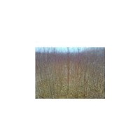 优质苹果苗 桃树苗 山楂苗