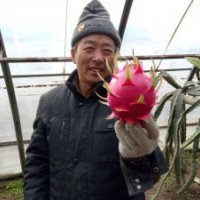 北方驯化红心火龙果苗出售，适宜暖棚种植！