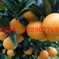 湖南锦蜜冰糖橙基地 供30-70cm高锦蜜冰糖橙苗