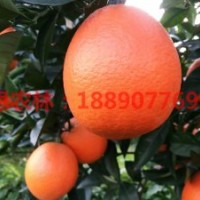 大果纽荷尔脐橙苗 椭圆鹅蛋形红皮纽荷尔脐橙苗
