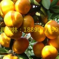 湖南千思果树柑橘新品种推广基地 供早熟高糖由良蜜桔苗