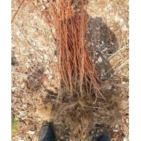 帝果红树莓/大果双季型早熟品种苗