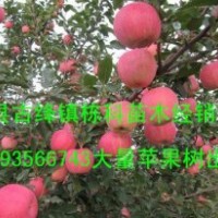2公分苹果树3公分苹果树大量出售