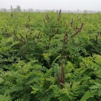 河南紫穗槐基地|紫穗槐|紫林种植值得信赖(图)