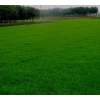 供应优质草坪:早熟禾系列、冷季型草坪