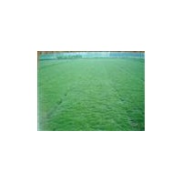 草坪基地直销大量绿化草坪：羊茅，马尼拉，百慕大，中华结缕草