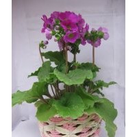 四季樱草花卉批发