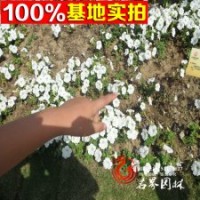 大量供应各种草花矮牵牛花盆栽苗