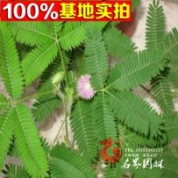 供应各种草花类植物含羞草.含羞草
