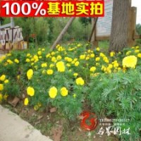 基地大量供应黄菊，价格优惠