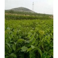 优质核桃苗|核桃苗|旭昇园艺场(多图)
