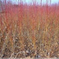 桃树苗批发,桃树苗,润丰苗木(图)