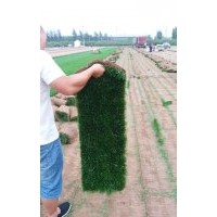 大量供应冷季型草坪系列