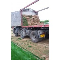 大量供应混播草坪