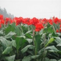 宿根花卉、君诚花卉苗木、宿根花卉用途