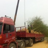 银杏树价格表_银杏树价格_华北银杏(图)