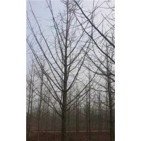 银杏树的价格|森鑫银杏|19公分银杏树的价格