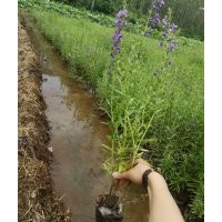 供应贵州水生植物|贵州水生花卉|贵州水生植物花卉种苗|贵州水生