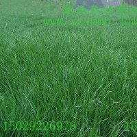 陕西草坪|西安草坪区|优等级草坪培育|陕西绿化草坪