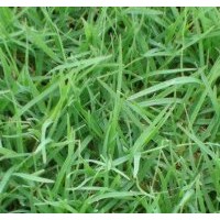 石家庄冷季型草坪