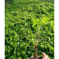 河北北京地区爬山虎出售