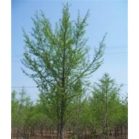 山东银杏,鑫苑银杏,山东银杏基地