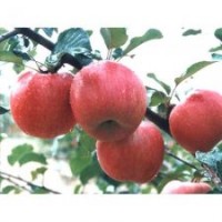 山东苹果苗、旭昇园艺