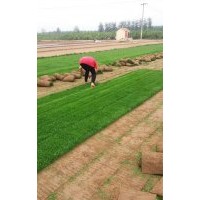 栾城草坪基地供应冷季型草坪