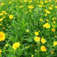 宿根花卉厂家|宿根花卉|君诚花卉苗木(查看)