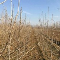 银杏树的价格,森鑫银杏,12公分银杏树的价格