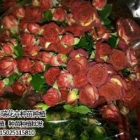 卡罗拉玫瑰苗供应_卡罗拉玫瑰苗_红瑞花卉(图)